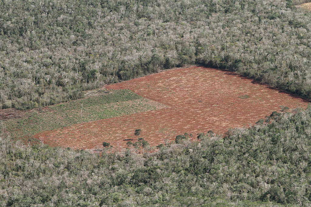 Deforestación en Mexico. © Victor  Garcia / Greenpeace