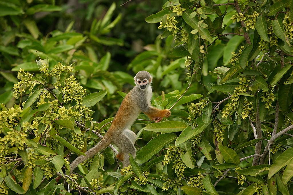 Saimiri Monkey in Brazil. © Greenpeace / Daniel Beltrá