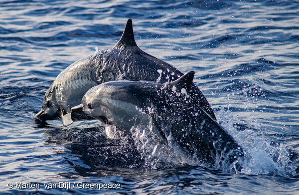 Spinner Dolphins in the Pacific