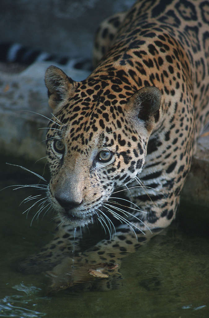 Jaguar en Laguna de Terminos, Campeche, México