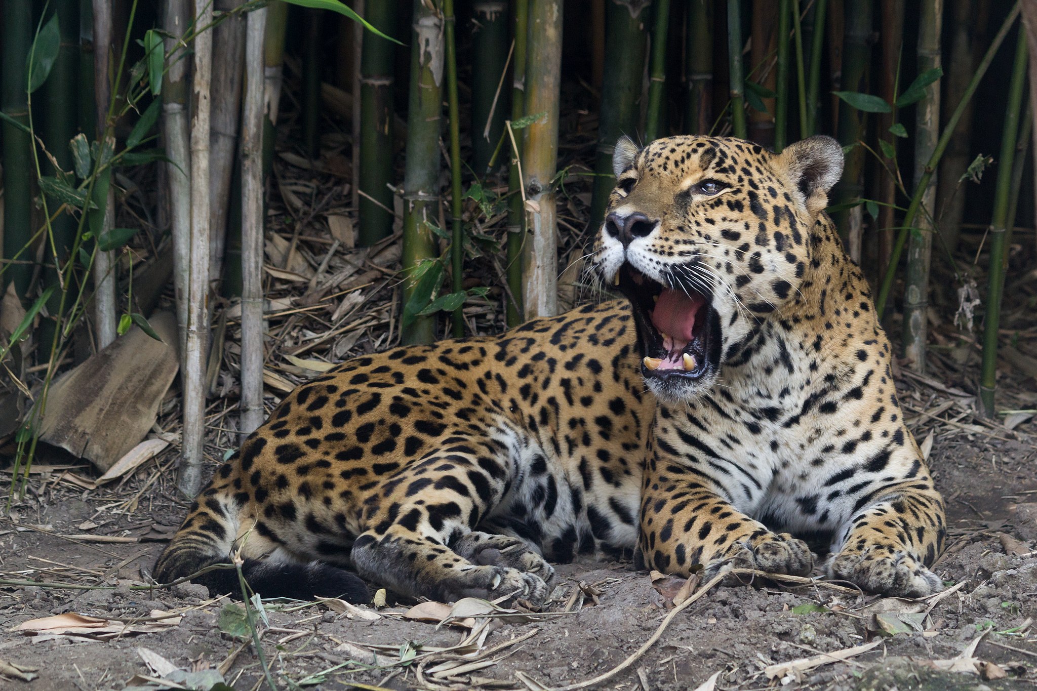 Jaguar bostezando en el zoológico de Chapultepec