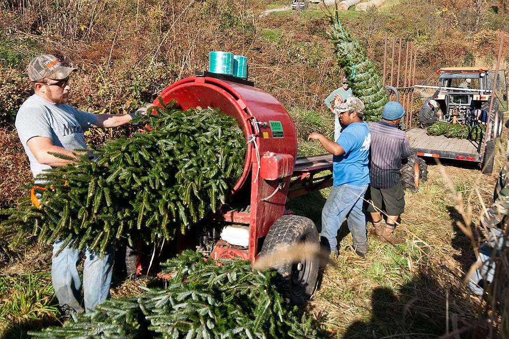 Árboles de navidad, ¿cómo escoger lo más ecológico? - Greenpeace México