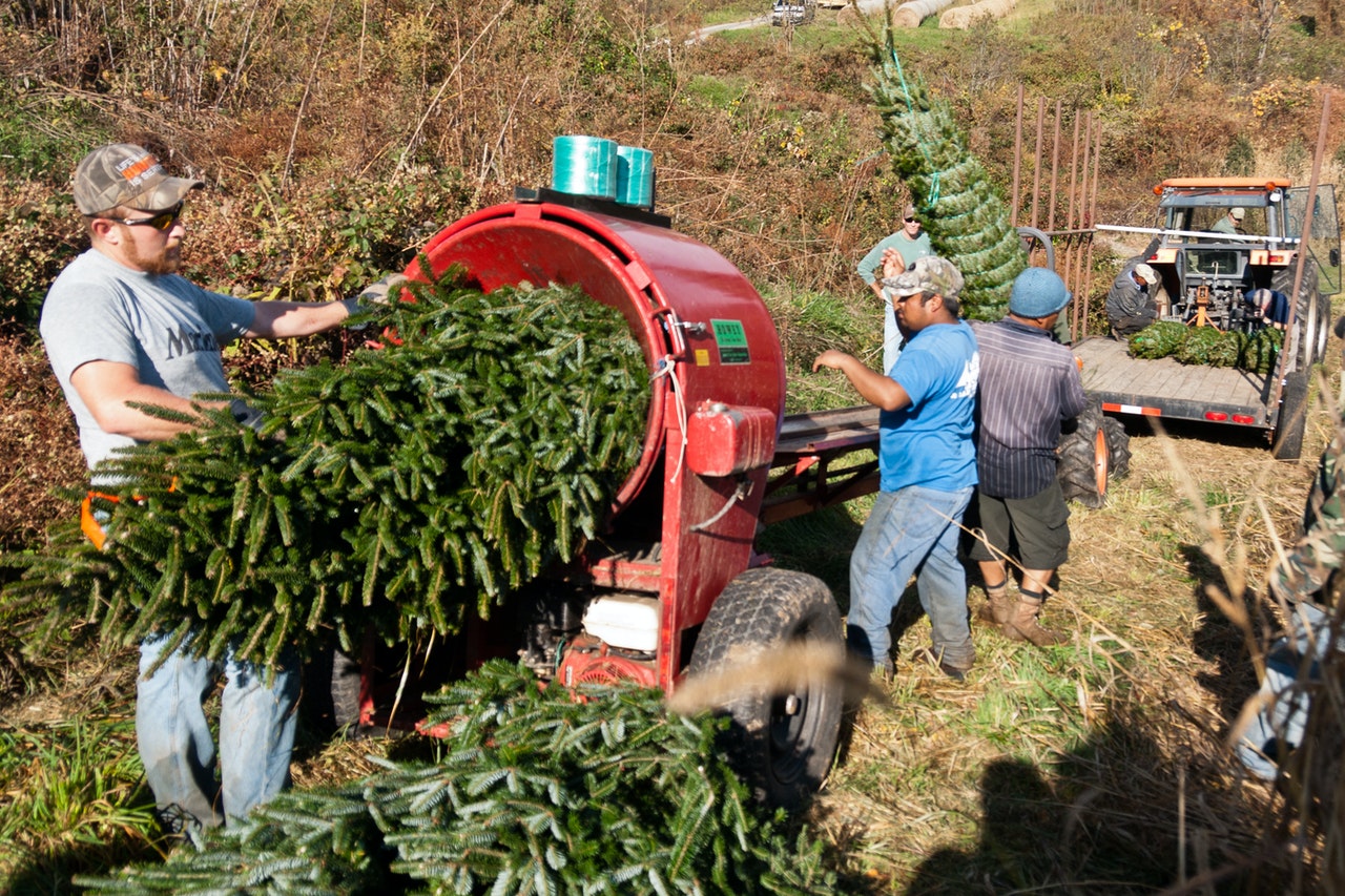 Personas empaquetando árboles en un cultivo de árboles de Navidad