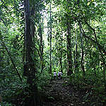 Visitors walk through the jungle near Lacanja Chansayab, a community located in the limits of the Montes Azules Biosphere Reserve, in Lacandona Rainforest. Lacanja Chansayab is one of the six communities participating in the REDD+ (Reduction Emissions from Deforestation and Degradation) Programme from the State Government.