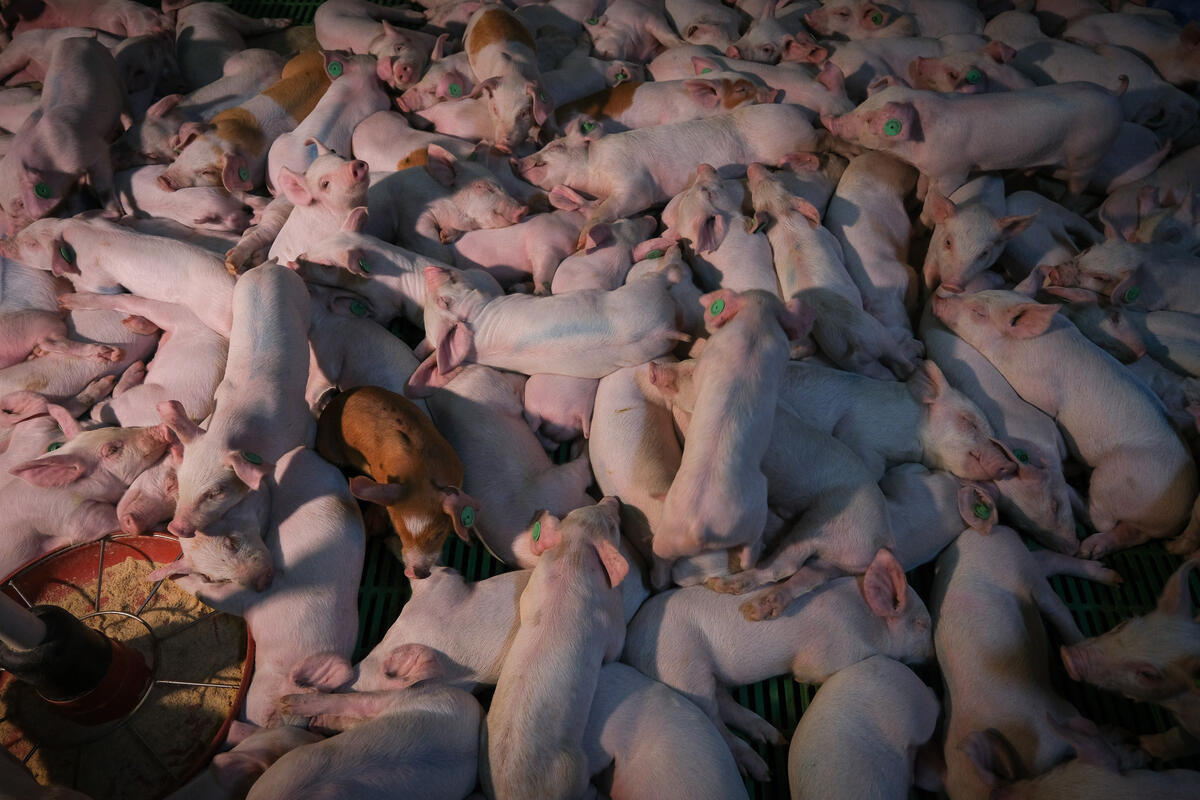 Documentation at Macro Pig Farm in Spain. © Pedro Armestre / Greenpeace