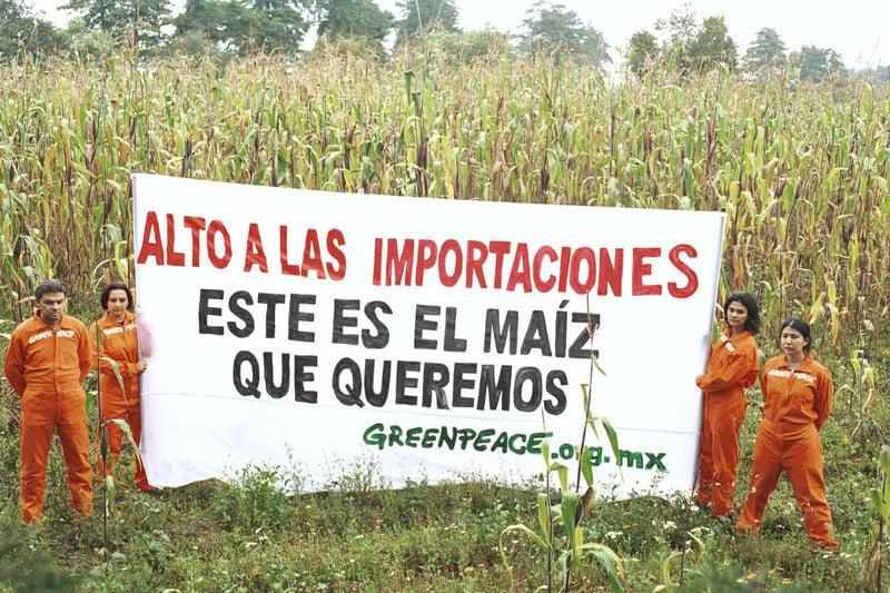 Acción contra el maíz transgénico en México