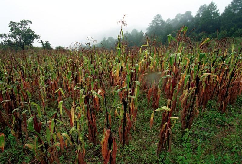 Documentación sobre el maíz transgénico en México
Se sospecha que el maíz está contaminado por cultivos de maíz modificado genéticamente