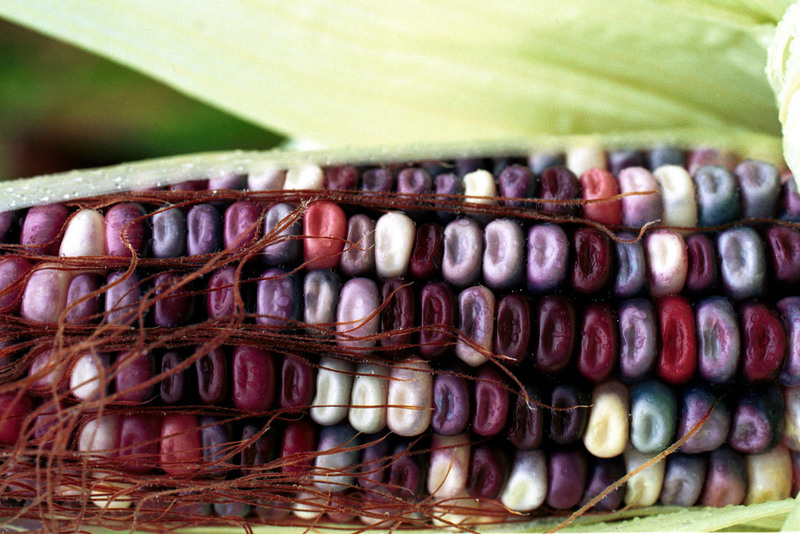 Documentación sobre el maíz transgénico en México Vista de cerca de una mazorca abierta de maíz de color morado. Se sospecha que el maíz está contaminado por cultivos de maíz modificado genéticamente.