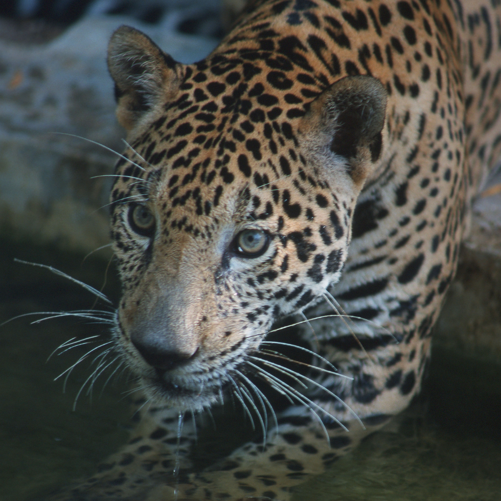 Jaguar en Laguna de Terminos, Campeche, México. Campaña contra la cría de camarones para proteger los manglares. (1999) 

©Tomas Bravo Garcia