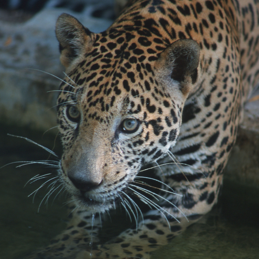 Jaguar en Laguna de Terminos, Campeche, México.