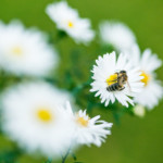 Intratuin kiest voor blije bijen