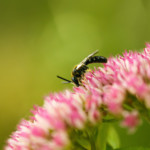 bijen, milieukeur