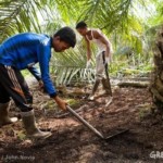 De échte prijs van palmolie