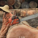Europese houtleverancier steunt geweld in Congo