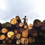 Illegaal hout eindelijk écht verboden