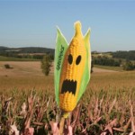 Geen nieuwe gentechgewassen Monsanto in EU