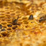 Honeybees Mortality in the Netherlands