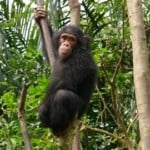 Greenpeace ontdekt chimpansees in bedreigd bosgebied