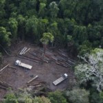 Houtfraude in Amazone: klacht bij NVWA tegen Nederlandse bedrijven