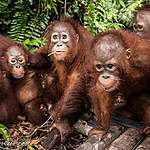 Orang-oetan sterft verder uit…