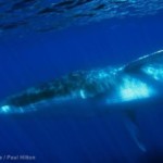 IJslands walvisvlees duikt op in Canada