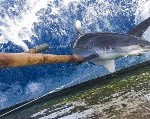 Greenpeace en regering Palau pakken illegale haaienvisser