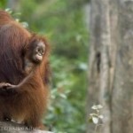 Grote doorbraak in bescherming Indonesisch regenwoud