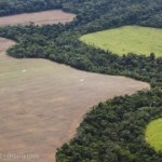Ontbossing Amazone schiet omhoog
