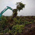 Tijger verder in de knel door palmolieplantages