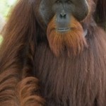 Indonesische palmoliegigant kondigt stop op ontbossing aan