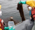 Radioactief besmet zeewier voor de kust van Fukushima