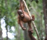 Nieuw Indonesisch kapverbod beschermt regenwoud onvoldoende