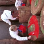 Greenpeace vindt bloedend fout hout terug door heel Nederland