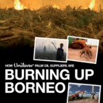 Burning up Borneo