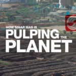 How Sinar Mas is pulping the planet