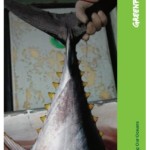 Fishy business: Stolen Pacific Tuna in the European Market