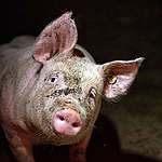 Brief aan minister Schouten over sanering varkenshouderij