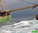 Greenpeace toont politici dodelijke bij-effect van bodemvisserij