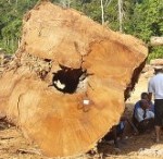 Staatssecretaris Atsma werkt ontbossing in Maleisië in de hand