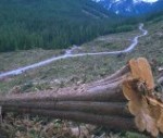 Greenpeace: 2 miljoen hectare Canadees oerbos gered