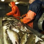 Europese visquota weer maatje te veel