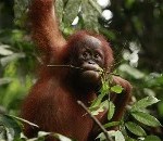 Oprukkende palmolie bedreigt laatste mensapen in Atjeh