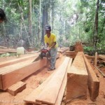 De strijd om de regenwouden van Indonesië