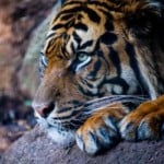 Ga op je strepen staan voor de Sumatraanse tijgers