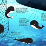 Waarom een walvisreservaat?