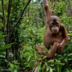 Greenpeace verwelkomt plan palmoliegigant om niet verder te ontbossen