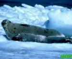 Rechtvaardiging zeehondenjacht door regering Canada onzin