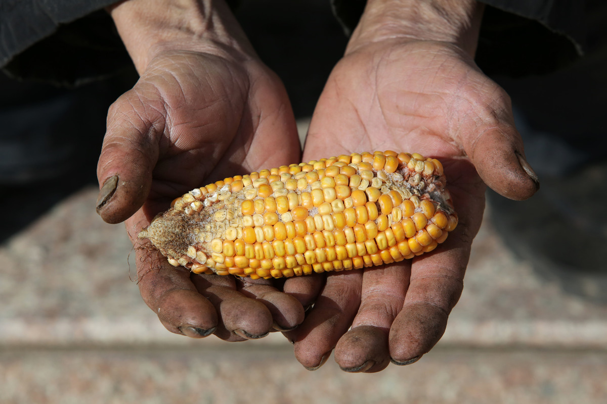 Undersized Corn in China