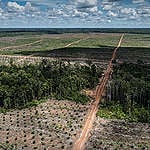 Nederlandse import wakkert ontbossing Zuid-Oost Azië aan