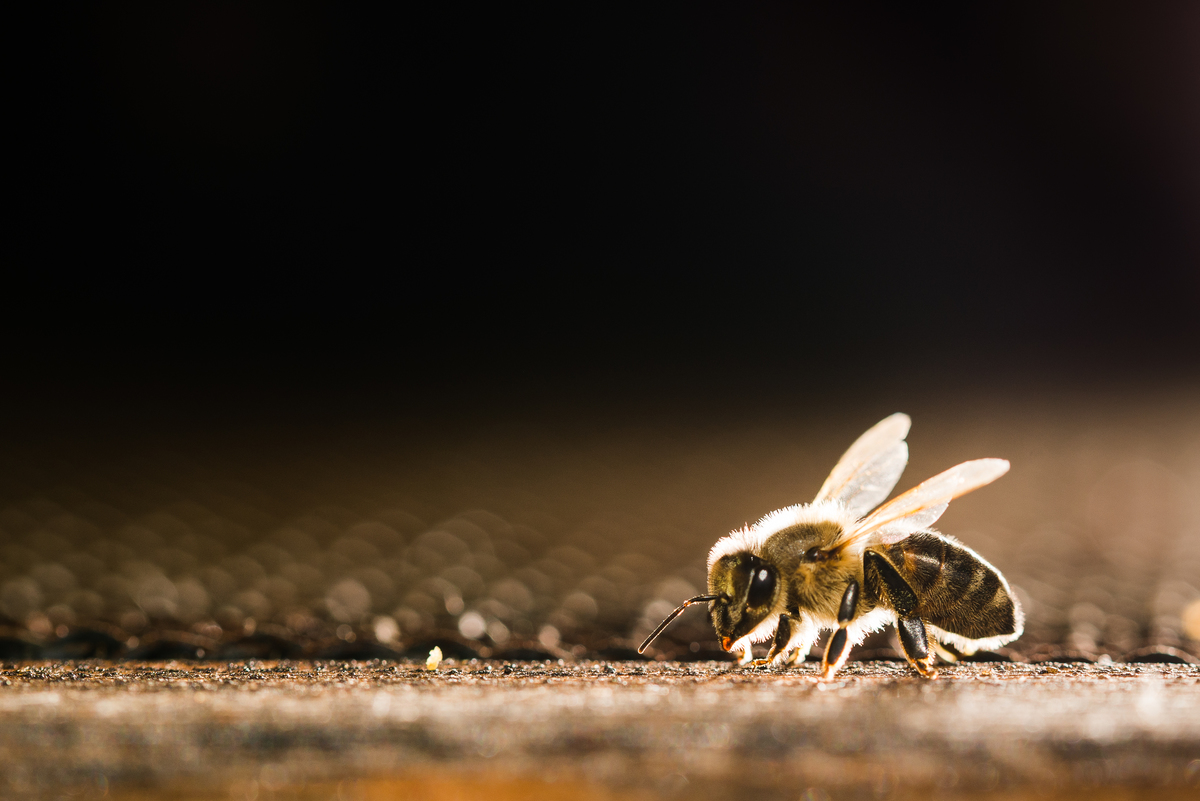 Bees in Decline in Slovakia. © Tomas Halasz